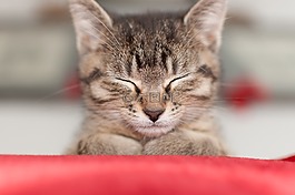 貓,動物,小貓