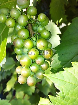 葡萄,綠色,水果