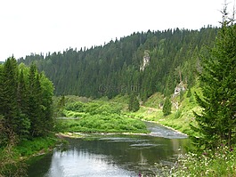 森林,性質(zhì),夏季