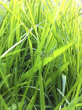 綠色,草,景觀