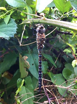 蜻蜓,bug,性質(zhì)