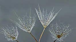 蒲公英,滴,水