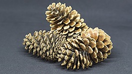 桌面,自然,食品