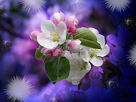 蘋果樹(shù)開(kāi)花,開(kāi)花,白