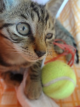 猫,家居,小清新