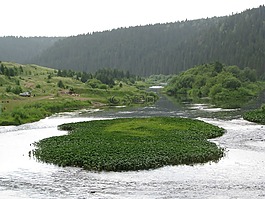森林,性質(zhì),夏季