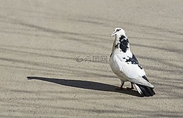 鳥,鴿子,羽毛比賽