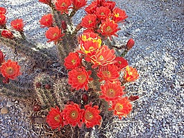 仙人掌,鮮花,盛開