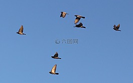 鳥(niǎo),飛行,天空