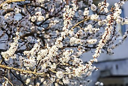 春天,鲜花,颜色杏
