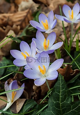 番紅花,春天,鮮花