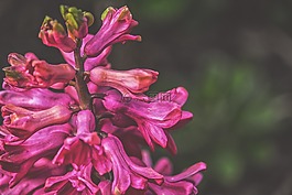 鮮花,粉紅色,夏季