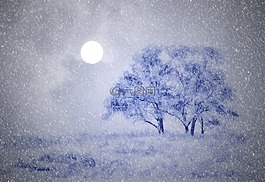寒冬,树木,雪