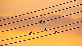 鳥,電線,日落