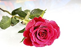 玫瑰,性質(zhì),花卉