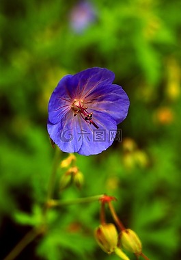 花,自然,綠色