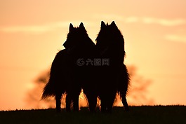 日落,狗,比利時(shí)牧羊犬