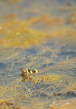 蛇,游泳,水