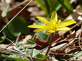 花卉,黃色,葉