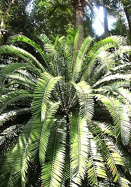 帕爾馬,植物,葉子