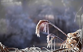 芦苇,草,背光