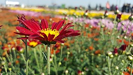 菊花,秋天,花