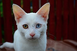 貓,小貓,白