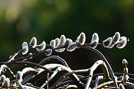 牧場(chǎng),小貓,鮮花