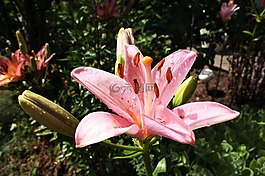 花園,百合,花