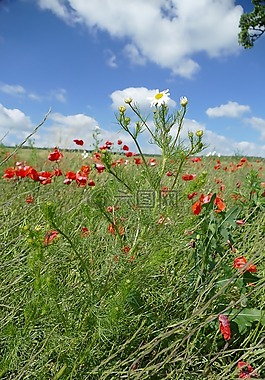 關(guān)閉,洋甘菊,性質(zhì)