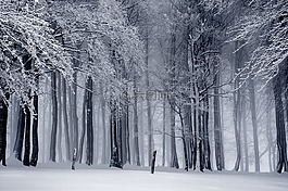 冬天,雪,寒冬