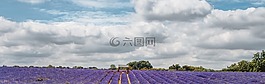 薰衣草,字段,m