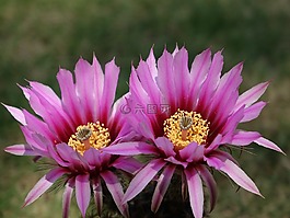 仙人掌花,花,植物