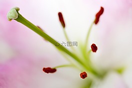 花藥,盛開,開花