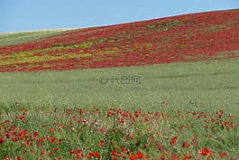 觀點,查看,字段