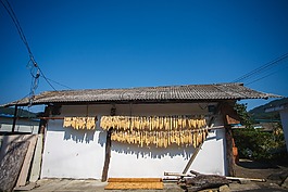 農(nóng)村,玉米,景觀
