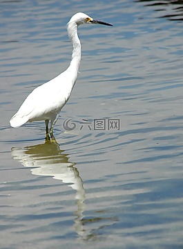 白鷺,鳥,水