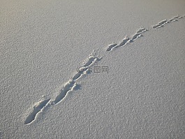 追蹤,雪,野兔軌道