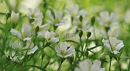 鮮花,廠,性質(zhì)