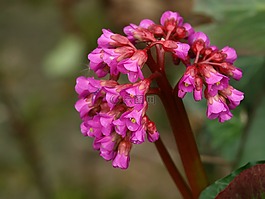 白菜,花,粉紅色