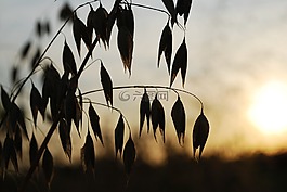 燕麥,太陽(yáng),西