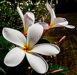 開(kāi)花,花,白