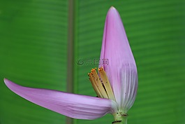 香蕉花,花的香蕉工厂,香蕉树