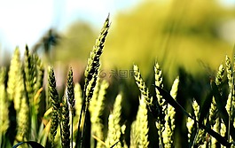 谷物,字段,性質(zhì)