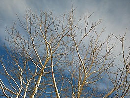 分支機(jī)構(gòu),審美,天空