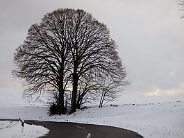 雪景觀,樹,雪