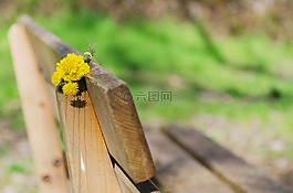 銀行,鮮花,黃色