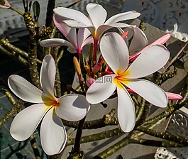 開花,花,白
