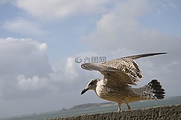 海鷗,云計(jì)算,鳥