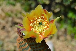 仙人掌,花园,开花